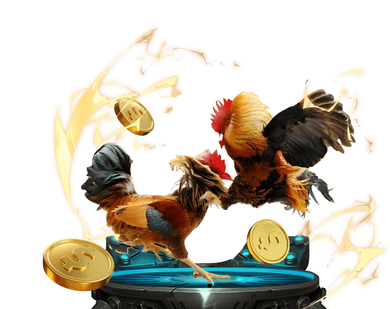 Toàn cảnh trường gà Thomo với các chiến kê đang thi đấu